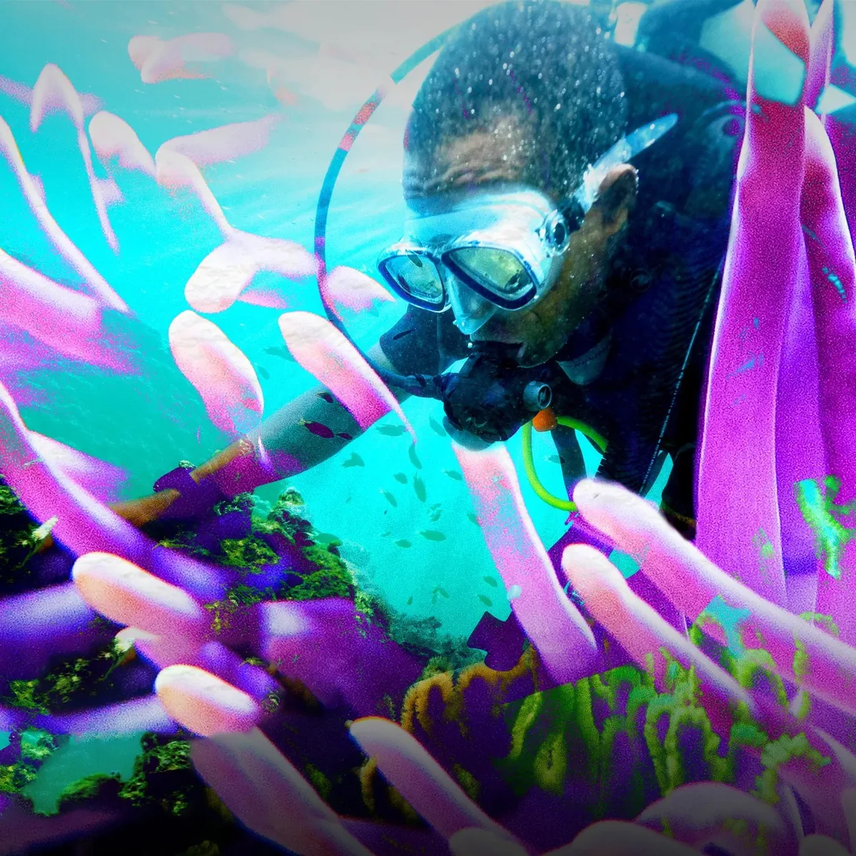Underwater scene from Tengefu, one of the Seeds short documentaries
